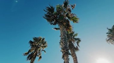 İspanya, Valencia 'da güneş ışığı gün batımında palmiye yaprakları arasında parlar..