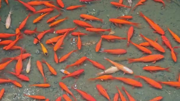 Rote Fische Teich Schwärme Von Koi Fischen Fischteich — Stockvideo