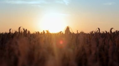 Buğday tarlasında gün batımı. Olgun altın mısır başakları güneşin akşam ışınlarıyla aydınlatılır. Gün batımında altın buğday kulakları. Buğday ekimi, tarım ürünleri
