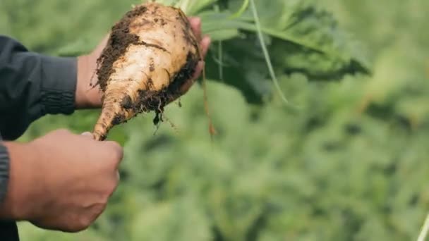 Gros Plan Sur Betterave Sucre Entre Les Mains Agriculteur Masculin — Video