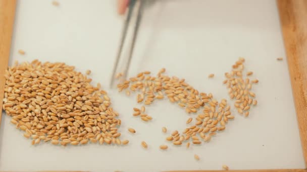 Weizenkörner Auf Tablett Sortieren Großaufnahme Von Händen Die Weizenkörner Auf — Stockvideo