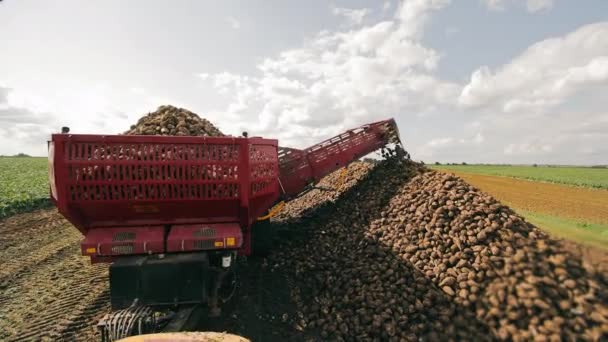 Agricultural Harvest Sugar Beets Machinery Harvesting Sugar Beets Agricultural Field — Stock Video