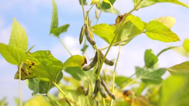 Sojabohnen Nahaufnahme Reifung Der Sojabohnen Sonnenlicht Landwirtschaftliches Konzept — Stockvideo
