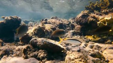 Mercan resifinde yüzen tropik balıklar. Canlı bir mercan resifinin üzerindeki renkli tropikal balıklar su altında.