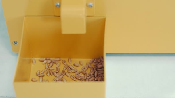 Kontrola Jakości Nasion Maszyny Kontroli Jakości Nasion Żółtych Nasionami — Wideo stockowe