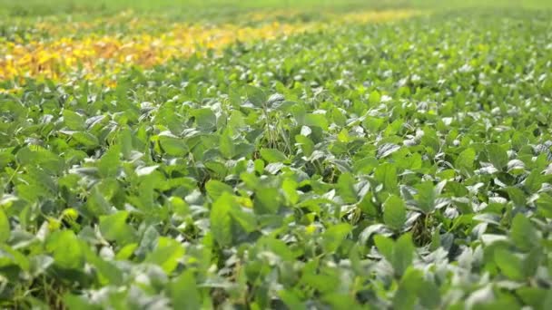 Canlı Soya Tarlası Yemyeşil Yapraklı Soya Fasulyesi Tarlası — Stok video