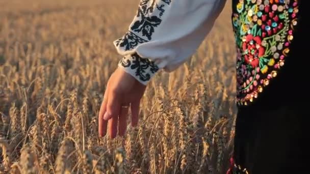 Отдай Пшеничное Поле Крупный План Руки Касающейся Пшеницы Поле Закате — стоковое видео