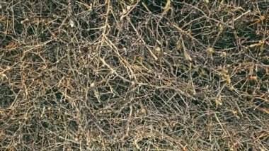 Ayrıntılı Brushwood Manzarası, yoğun bir çalı yığını ve üzerinde su akan çalıların yakın görüntüsü. Dallara damlayan tuzlu su damlaları