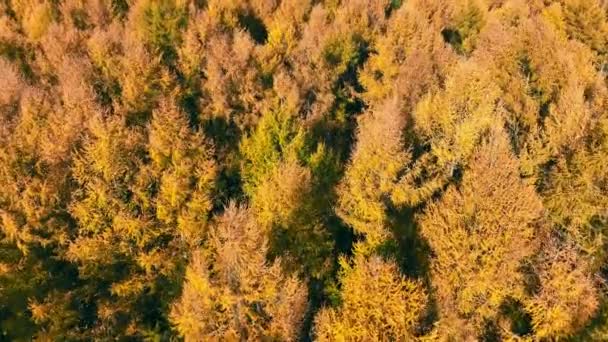 Sunlit Autumn Forest Canopy Varme Nuancer Efterårsskov Baldakin Fra Luftperspektiv – Stock-video