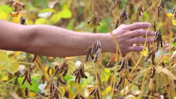 Fazendeiro Mão Avaliando Cultivo Soja Fazendeiros Mão Tocando Plantas Soja — Vídeo de Stock