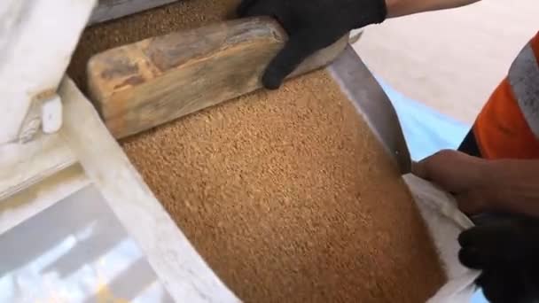 労働者の処理 収穫された小麦 農業労働者は伝統的な道具で収穫された小麦を処理します — ストック動画