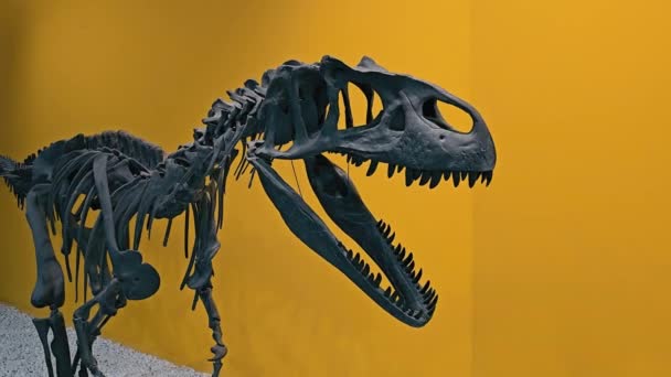 Dinosaur Skeleton Exhibit Skeletal Structure Predatory Dinosaur Displayed Vivid Yellow — Stock Video