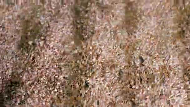 小麦籽粒过滤 粮食加工厂小麦籽粒清洗过程的闭合 — 图库视频影像