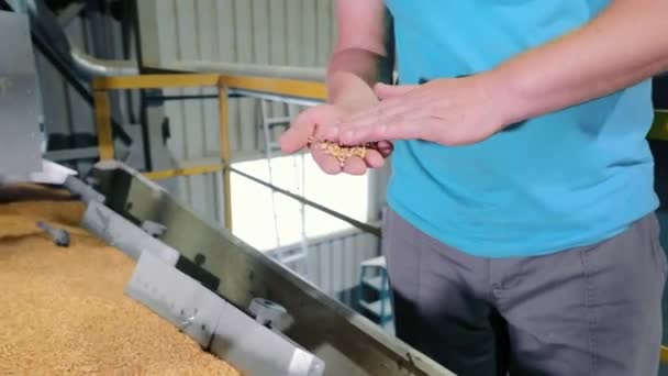 農業施設での穀物の品質検査 農業倉庫のコンベヤベルトで小麦粒を検査する労働者 — ストック動画
