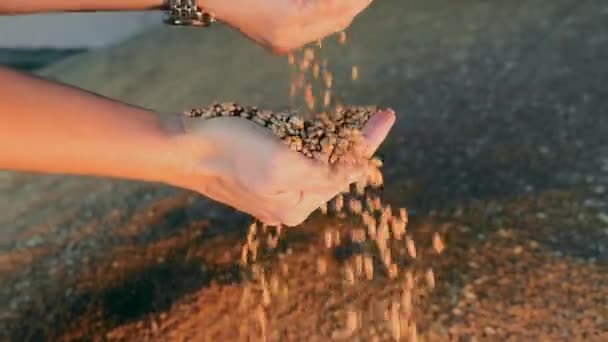 ゴールデンアワーライトに小麦の穀物を注ぐ手 手を介して流れる小麦の穀物の損失 — ストック動画