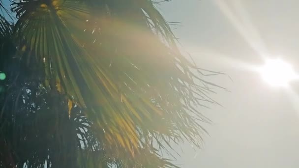 Trópusi Napfény Szűrődik Pálmaleveleken Buja Pálmalevelek Nyugodt Napsütötte Trópusi Környezetet — Stock videók