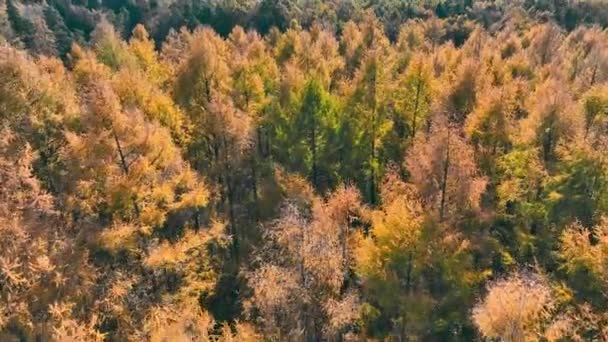 Efterår Baldakin Fra Oven Aerial Perspektiv Skov Med Blanding Grønne – Stock-video