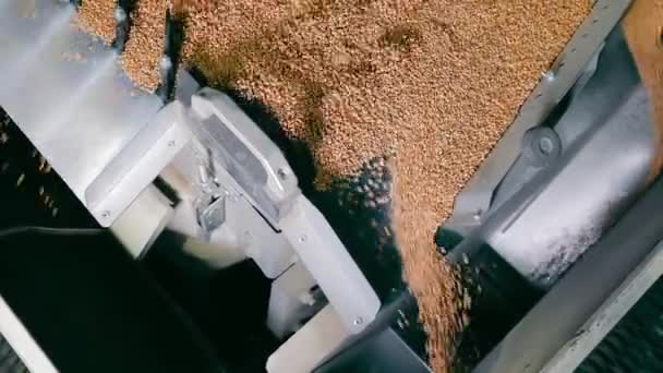 Industrial Grain Processing Equipment Close Wheat Grains Flowing Industrial Processing — Stock Video