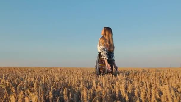 Contemplative Woman Wheat Field Dusk Woman National Ukrainian Costume Walks — Stock video
