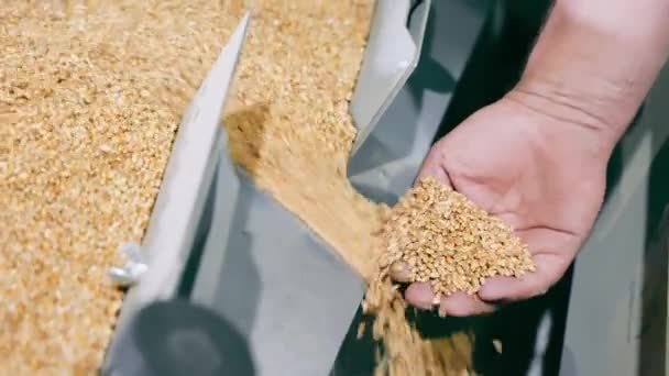 グレインハンドリングの品質管理 農業施設で小麦穀物の品質を調べる手のクローズアップ — ストック動画