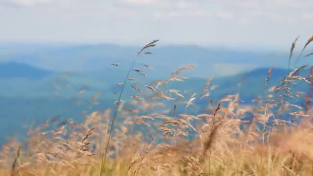 Χόρτο Μεγαλώνει Στα Υψίπεδα Φόντο Ένα Γραφικό Ορεινό Τοπίο Ξηρά — Αρχείο Βίντεο