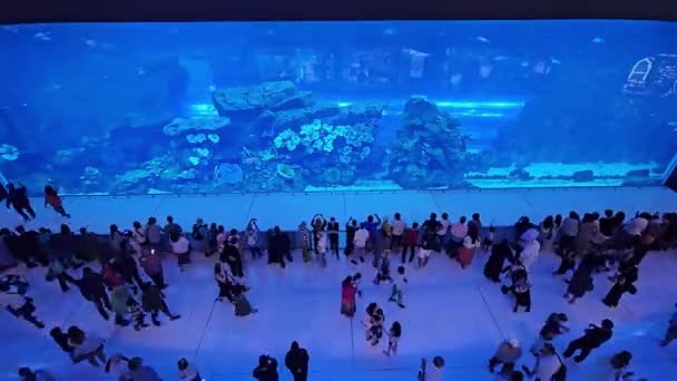 Проміжок Часу Dubai Mall Aquarium Глядачами Відвідувачі Спостерігають Морське Життя — стокове відео