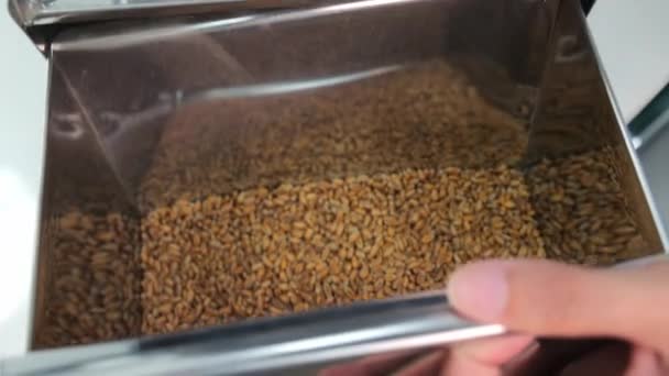 谷物的过滤与选择 金属分配器中小麦籽粒的近照 强调健康的大宗食品选择 — 图库视频影像