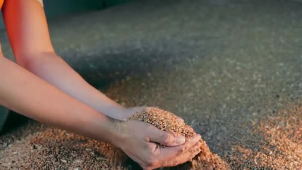 小麦の穀物を優しく注ぎ 手を握り 動きで捕らえられた小麦の穀物の流れを注ぐ — ストック動画