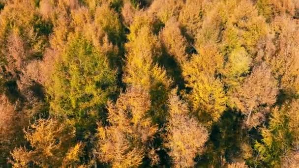 Veduta Aerea Del Baldacchino Foresta Autunnale Una Vista Dall Alto — Video Stock