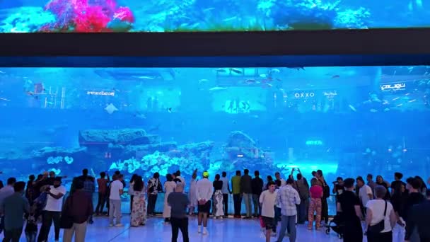 Оаэ Дубай Объединенные Арабские Эмираты Апреля 2024 Dubai Mall Aquarium — стоковое видео