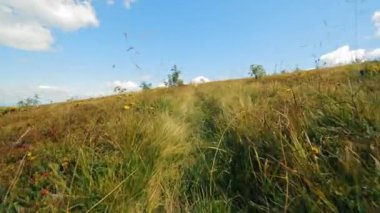 Mavi Gök 'ün altında kır çiçekleri olan otlak. Açık mavi gökyüzünün altında kır çiçekleriyle süslenmiş güzel çimenli bir tarla. Ufuk yumuşak tepelerle ve seyrek ağaçlarla kaplı.