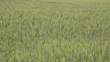 Full Bloom 'daki geniş buğday tarlası tam çiçeklenmiş geniş buğday tarlasının ufka uzanan geniş bir görüntüsü.