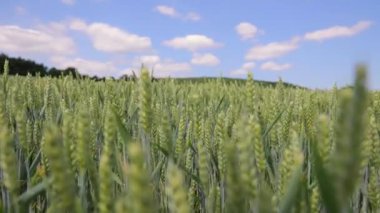 Mavi Gök 'ün altındaki buğday tarlasına yakın çekim, parlak mavi gökyüzünün altında, tüylü beyaz bulutlu yemyeşil buğday tarlasının detaylı bir yakın çekimi..