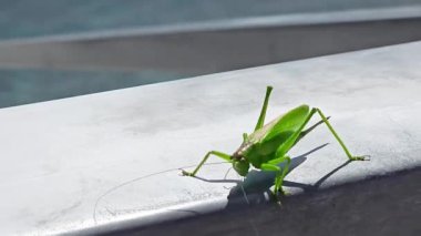 Yüzeydeki Yeşil Çekirge 'ye yakın çekim, pürüzsüz bir yüzeye tünemiş yeşil çekirgeye yakından bakmak, böceklerin detaylı özelliklerini vurgulamak..
