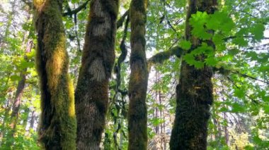 Yeşillik bir ormanda yosun kaplı ağaçlar. Yoğun orman tepe örtüsünün içinden süzülen güneş ışığıyla yıkanmış kalın yeşil yosunlarla kaplı güzel bir ağaç görüntüsü.