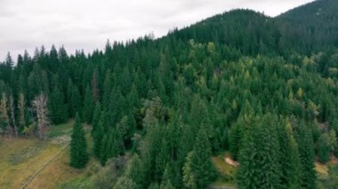 Yoğun bir çam ormanının havadan görünüşü, alacakaranlık altında görünen sisli dağ zirveleriyle uzaklara kadar uzanıyor..