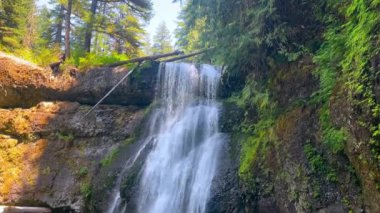 Şelale ormandaki kayalık bir uçurumdan aşağı yuvarlanıyor. Büyüleyici bir şelale, yemyeşil yapraklar ve uzun ağaçlarla çevrili kayalık bir uçurumun üzerinden akar.