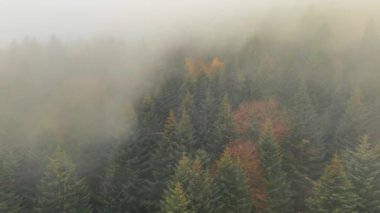 Sonbaharda yemyeşil ağaçları olan sisli bir orman. Sis kaplı, sık ve yeşil ağaçların sonbahar yapraklarıyla kesiştiği sakin bir orman..