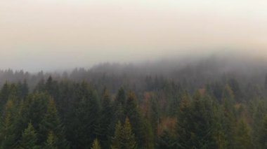 Bulutlu Bir Sabahta Sisli Çam Ormanı. Yoğun sisle kaplanmış geniş bir çam ormanı sessiz ve bulutlu bir gökyüzünün altında sakin ve atmosferik bir manzara yaratıyor.