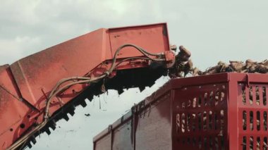 Endüstriyel makine kırmızı bir kabın içinde şeker pancarı hasat ediyor. Yeni kazılmış şeker pancarlarını kırmızı bir kabın içine boşaltan endüstriyel bir hasat makinesinin yakın plan görüntüsü.