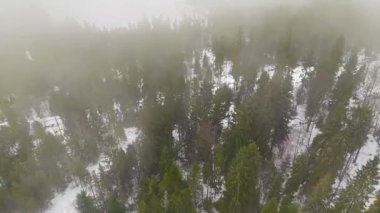 Hava manzaralı karlı orman, sis kaplı, kışın tepesinde karla kaplı ağaçlarla kaplı yoğun bir orman.