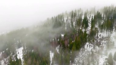 Hava manzaralı karlı orman, sis kaplı, kışın tepesinde karla kaplı ağaçlarla kaplı yoğun bir orman.