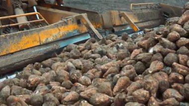 İşlem sırasında konveyör bandında toplanan şeker pancarları endüstriyel makineler tarafından temizlenen çamurlu kökler..