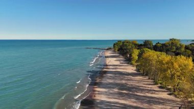 Ağaçlı ve okyanuslu sahil manzarası. Bereketli ağaçlarla çevrili kumlu bir sahil manzarası ve berrak mavi gökyüzünün altındaki sakin okyanus suları.