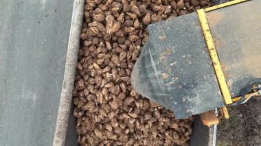 Şeker pancarlarını kamyona boşaltan taşıyıcı, yeni toplanmış şeker pancarlarını kamyonete boşaltan taşıyıcının üst görüntüsü.