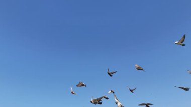 Gökyüzünde alçaktan uçan küçük bir grup güvercin, yukarıda geniş bir boşluk var. Minimalizm, özgürlük ve kuşların zarif hareketlerini sergiliyorlar.