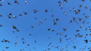 Parlak mavi gökyüzünde uçan güvercin sürüsü, tam hareket halinde, doğal ortamda özgürlüğü, doğadaki birliği ve barışçıl birlikteliği sembolize ediyor.