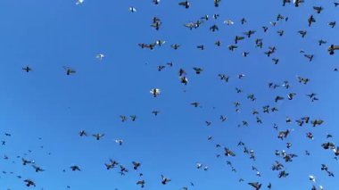 Açık mavi gökyüzünde uçan büyük bir güvercin sürüsü hareket ve özgürlük içinde, doğa dinamiğini, göçü ve barışçıl yaban hayatı atmosferini resmediyor.