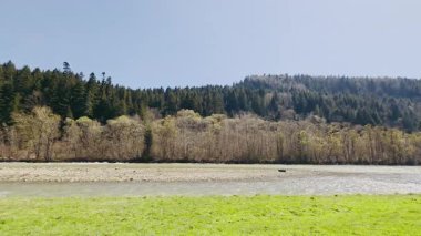 Bahar ormanı manzarası, yeşil çayır ve açık gökyüzünün altında akan nehir, parlak güneşli bir günde erken açan yemyeşil yamaç ağaçları manzarası.