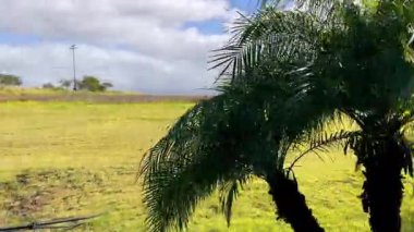 Güneşli yaprakları olan tropik palmiye ağaçları, egzotik yaz manzarasında yemyeşil..